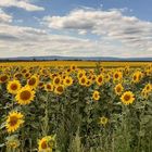 Feld mit Sonnenblumen