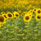 Feld mit Sonnenblumen