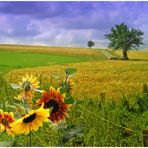 Feld mit Sonnenblumen