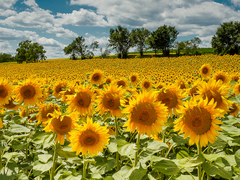 Feld mit Sonnenblumen