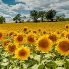 Feld mit Sonnenblumen