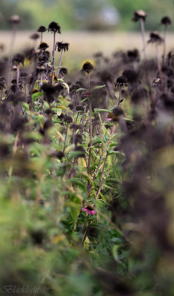 Feld mit Sonnenhüten (Echinacea)