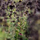 Feld mit Sonnenhüten (Echinacea)