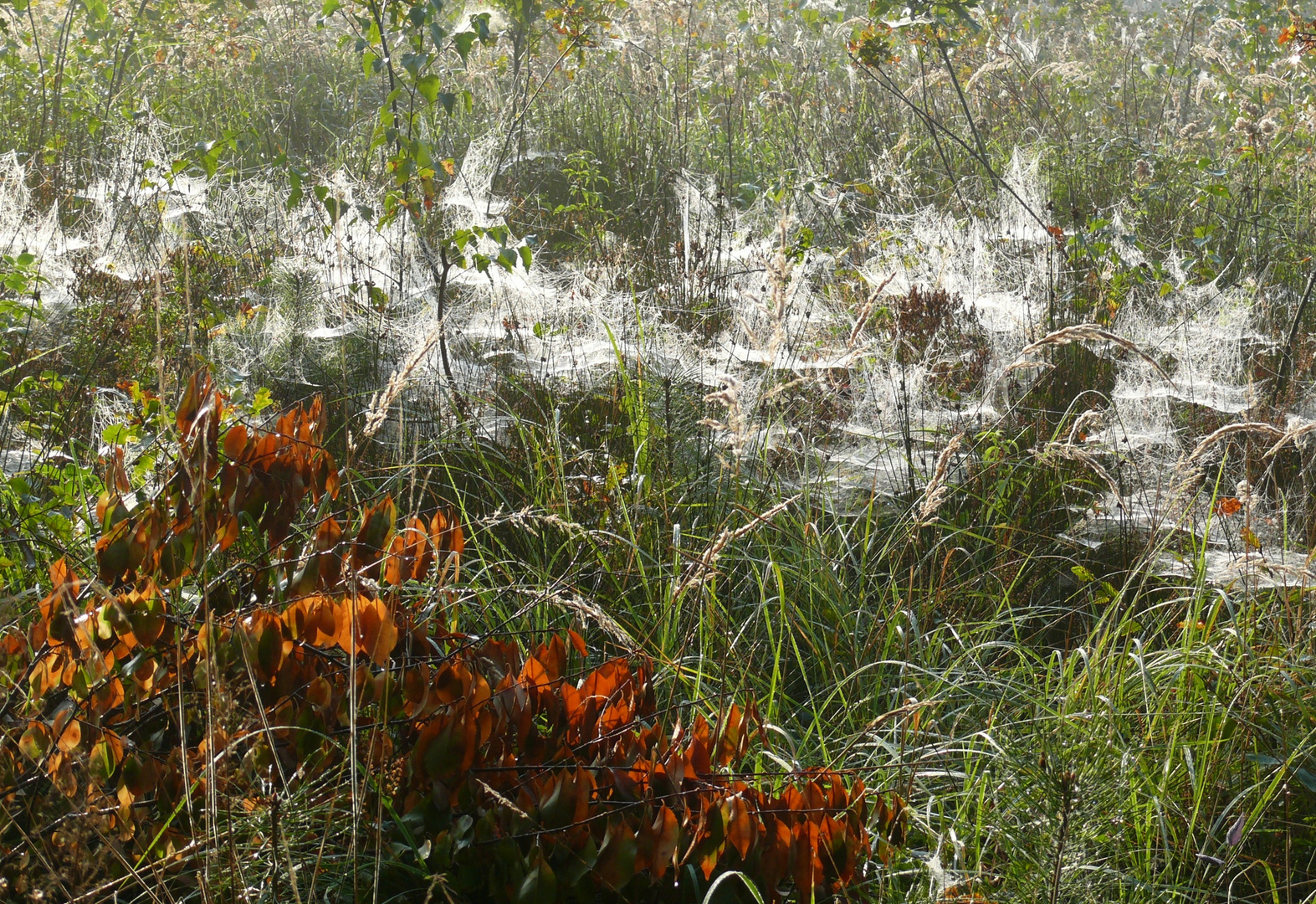 Feld mit Spinnennetzen