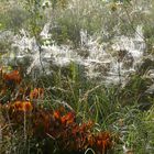 Feld mit Spinnennetzen