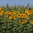 Feld mit strahlenden Sonnen am südöstlichen Rand...