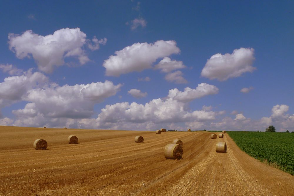 Feld mit Strohballen