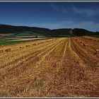 Feld mit Strohballen