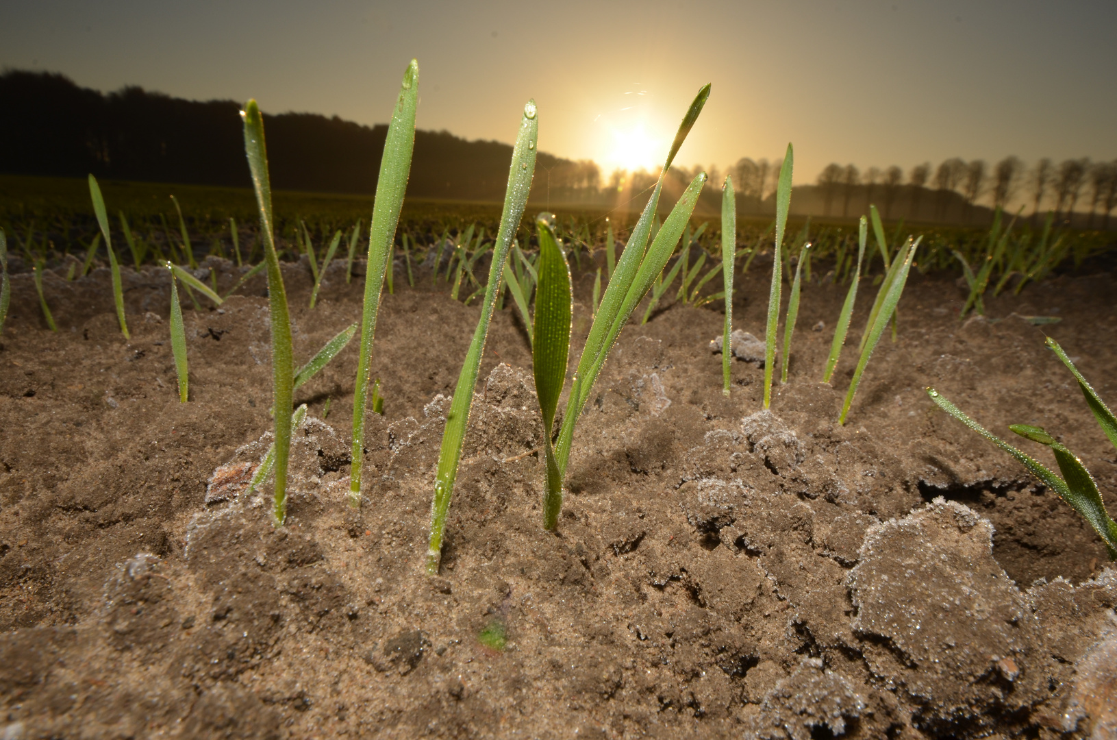 Feld mit Tautropfen bei Sonnenaufgang