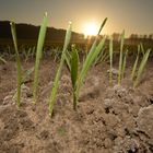 Feld mit Tautropfen bei Sonnenaufgang