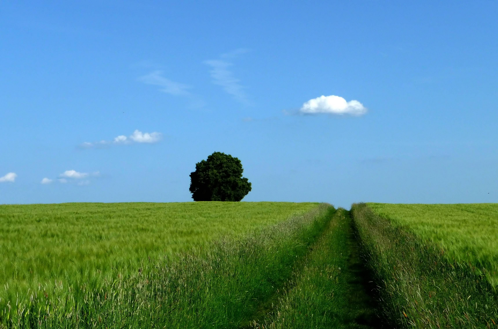 Feld mit Weg