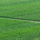 Feld mit Weinreben und Weg, Neustadt a.d.Weinstraße