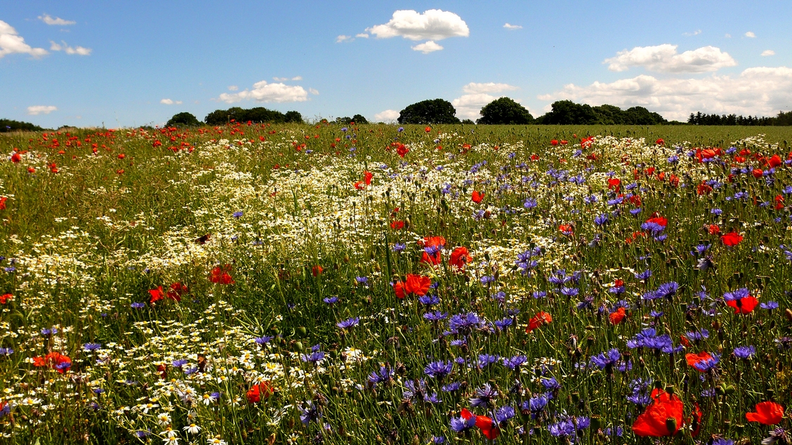 Feld mit Wildblumen - Rot, weiß, blau, gelb und grün