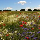 Feld mit Wildblumen - Rot, weiß, blau, gelb und grün