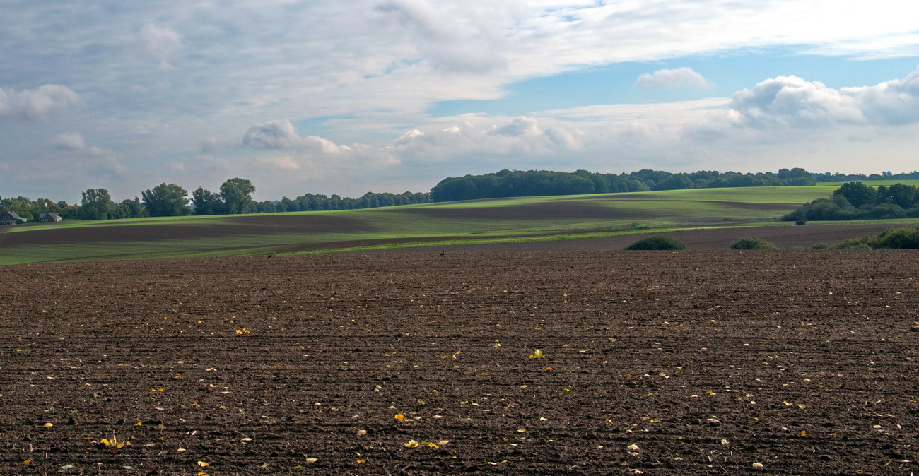 Feld mit Wintergetreide