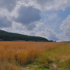 Feld, mittags (campo, mediodía)