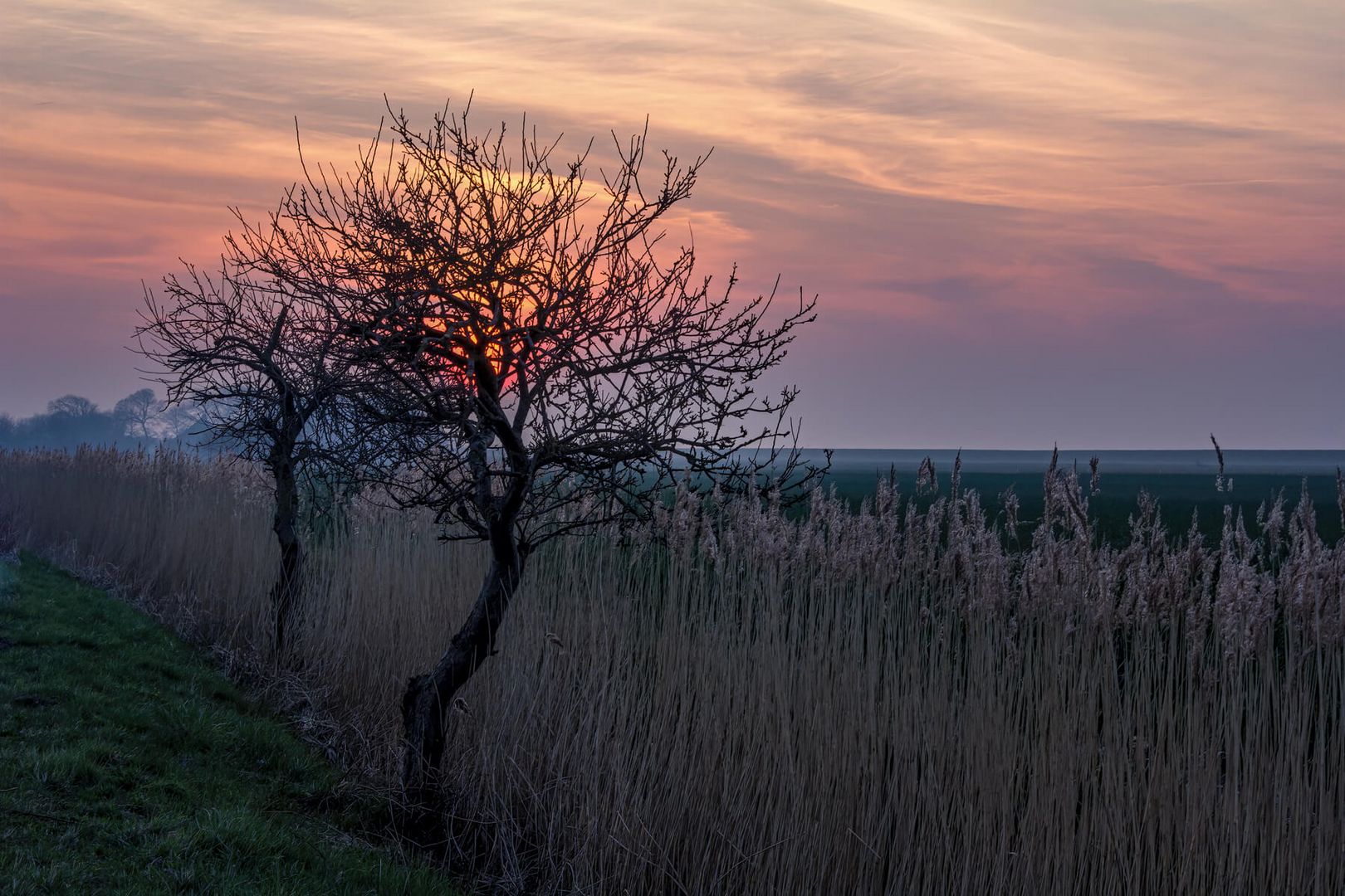 Feld nahe Carolinensiel