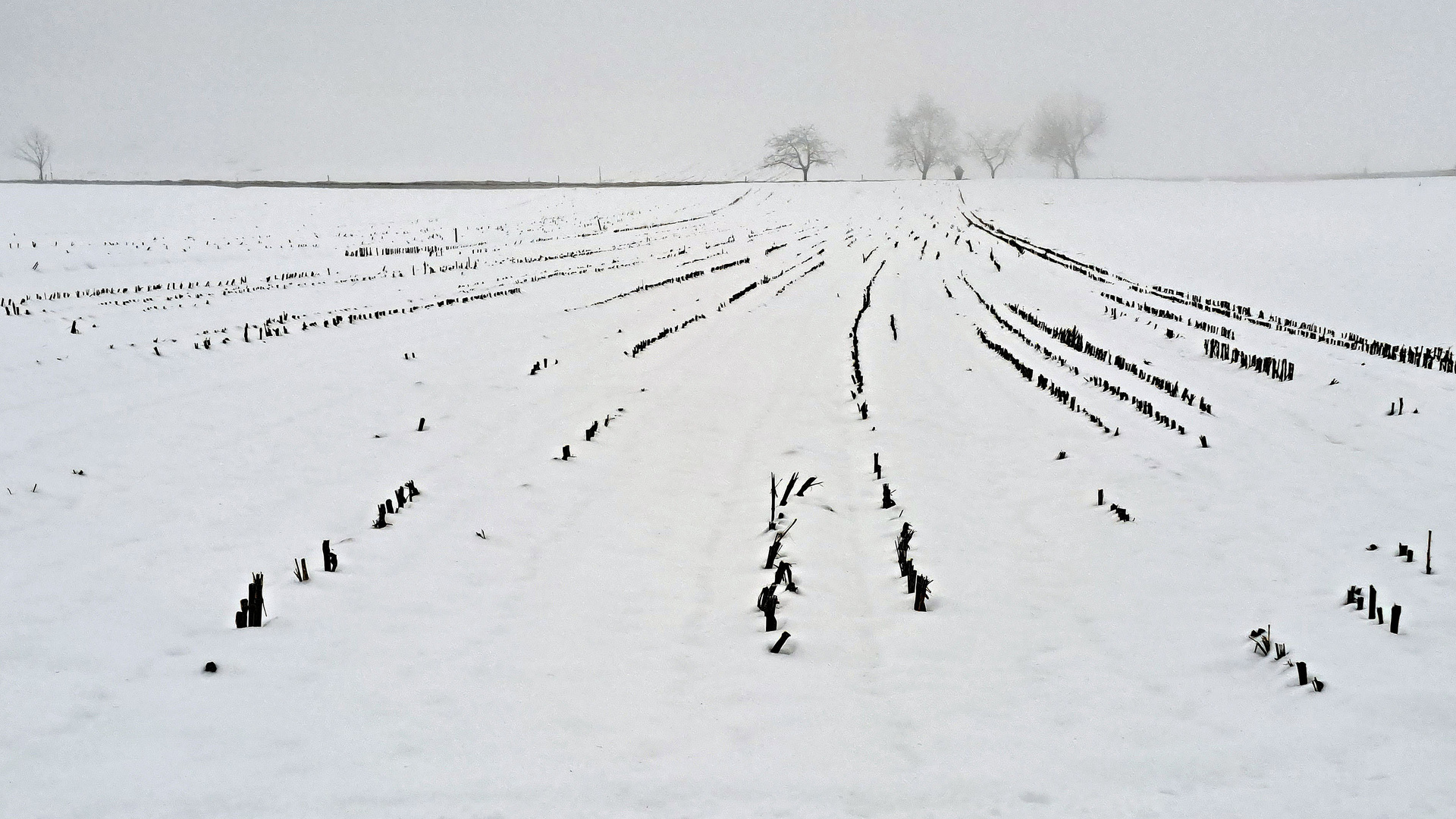 Feld-Nebel