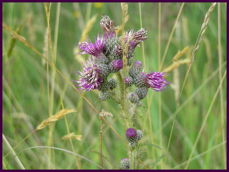 Feld oder doch Wiesendistel...... ?