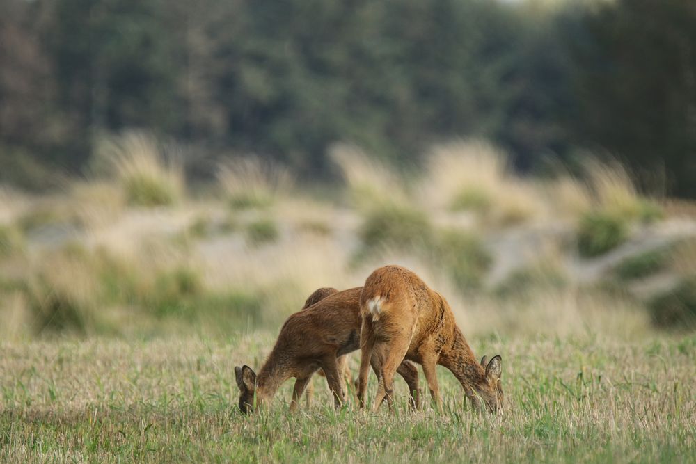 Feld - Rehe