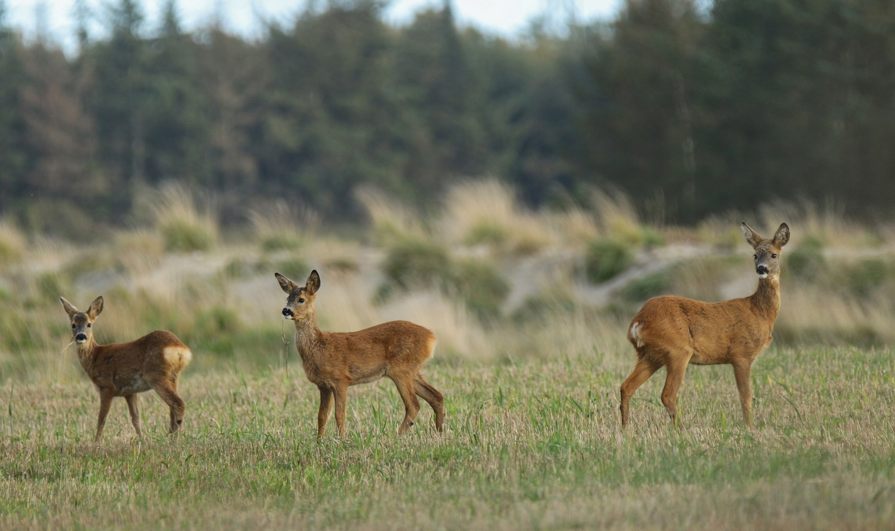 Feld - Rehe II