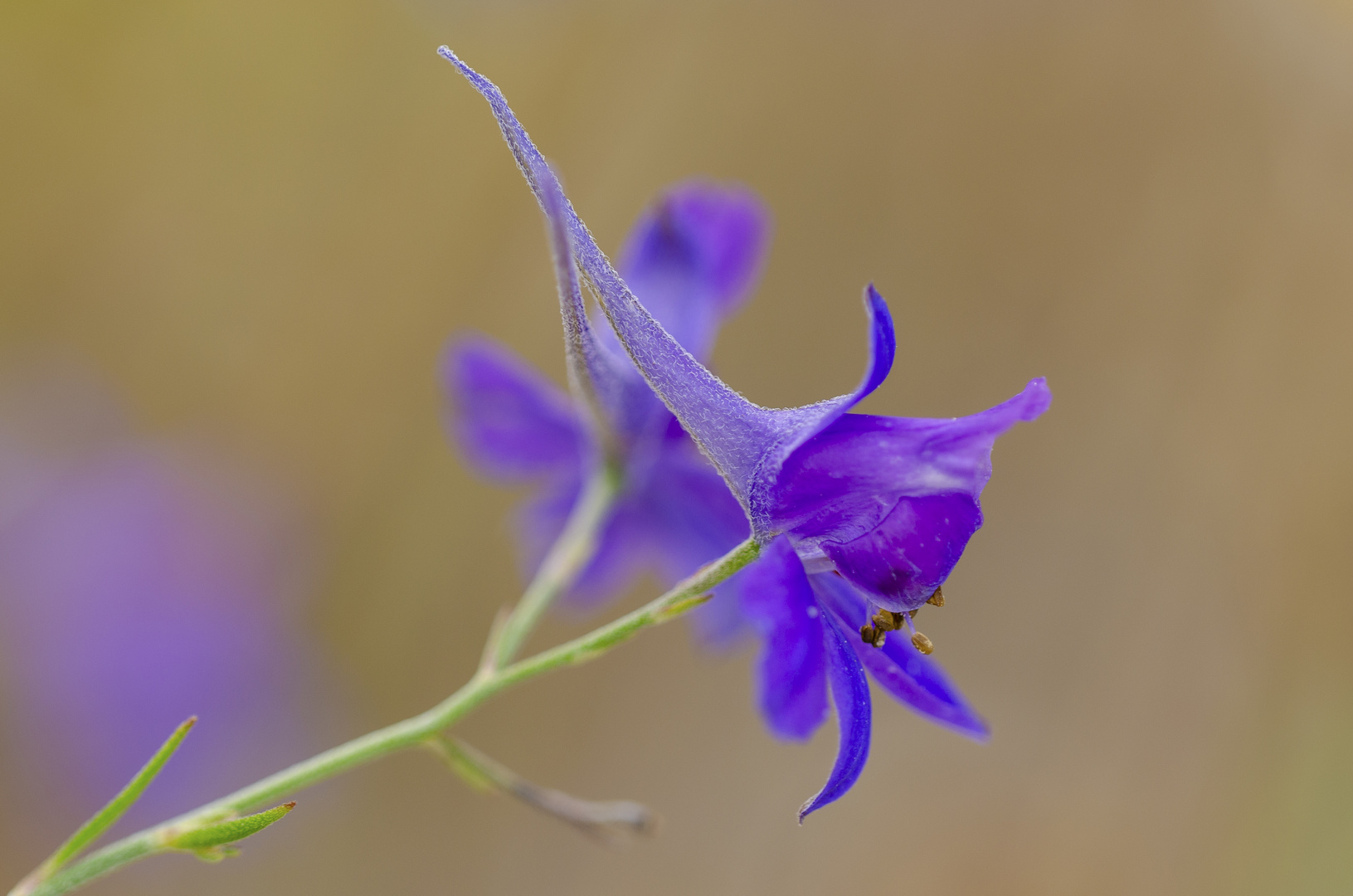 Feld-Rittersporn (Consolida regalis)