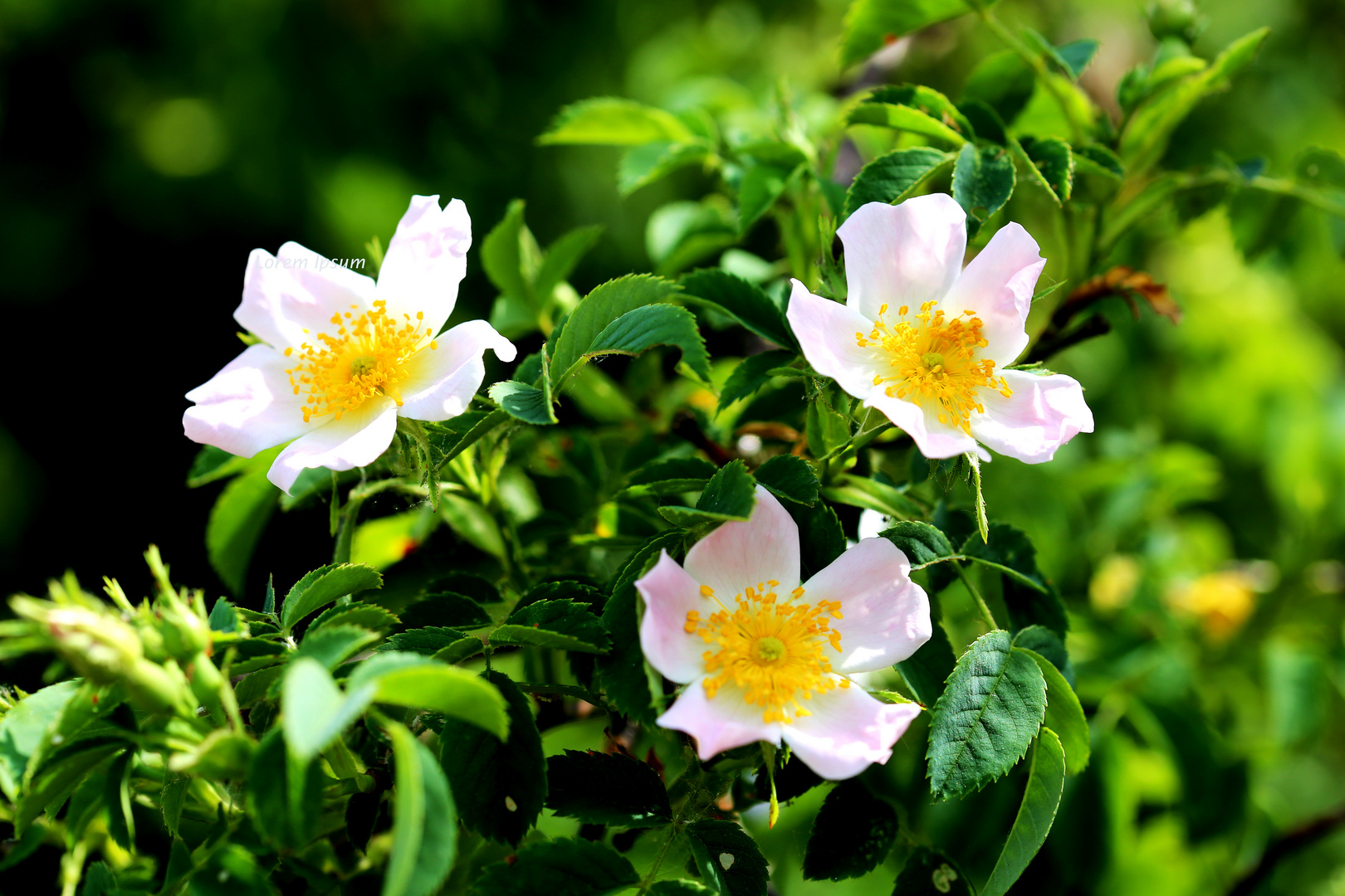 Feld-Rose (Rosa arvensis)