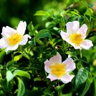 Feld-Rose (Rosa arvensis)