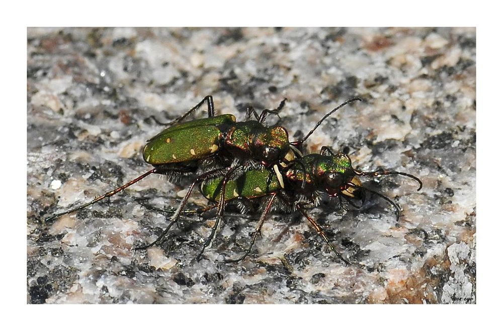 _ Feld - Sandläufer _ Cicindela campestris _