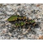 _ Feld - Sandläufer _ Cicindela campestris _