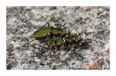 _ Feld - Sandläufer _ Cicindela campestris _