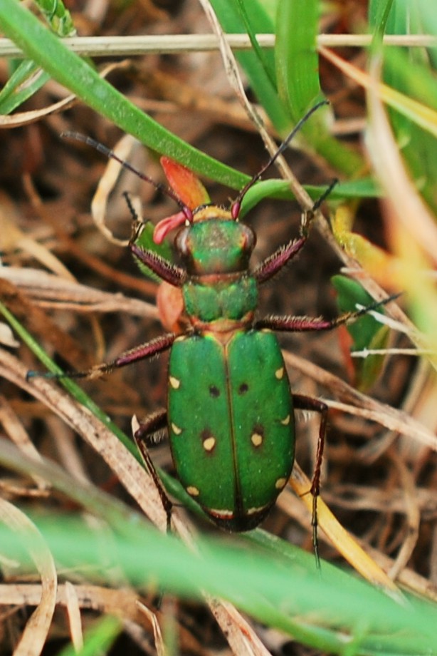 Feld-Sandlauf-Käfer Foto & Bild | tiere, wildlife, insekten Bilder auf fotocommunity