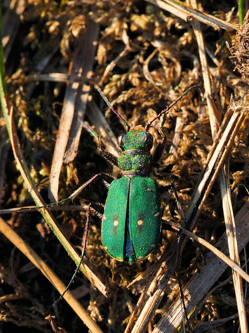 Feld Sandlaufkäfer…. ? 