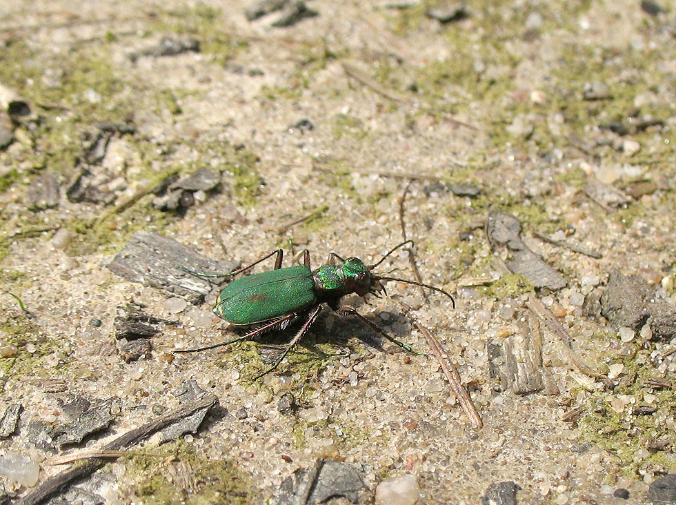 Feld-Sandlaufkäfer