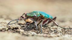 Feld-Sandlaufkäfer (Cicindela campestris )