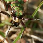 Feld Sandlaufkäfer - Cicindela campestris 2