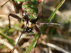 Feld Sandlaufkäfer - Cicindela campestris 2