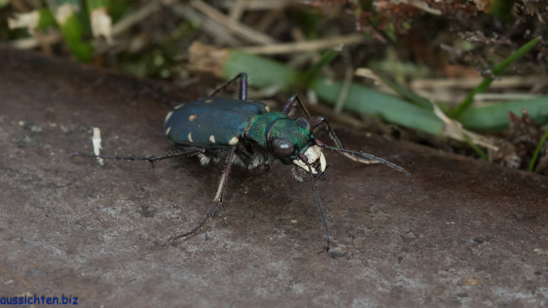 Feld-Sandlaufkäfer - Cicindela campestris-2017-09-23-004