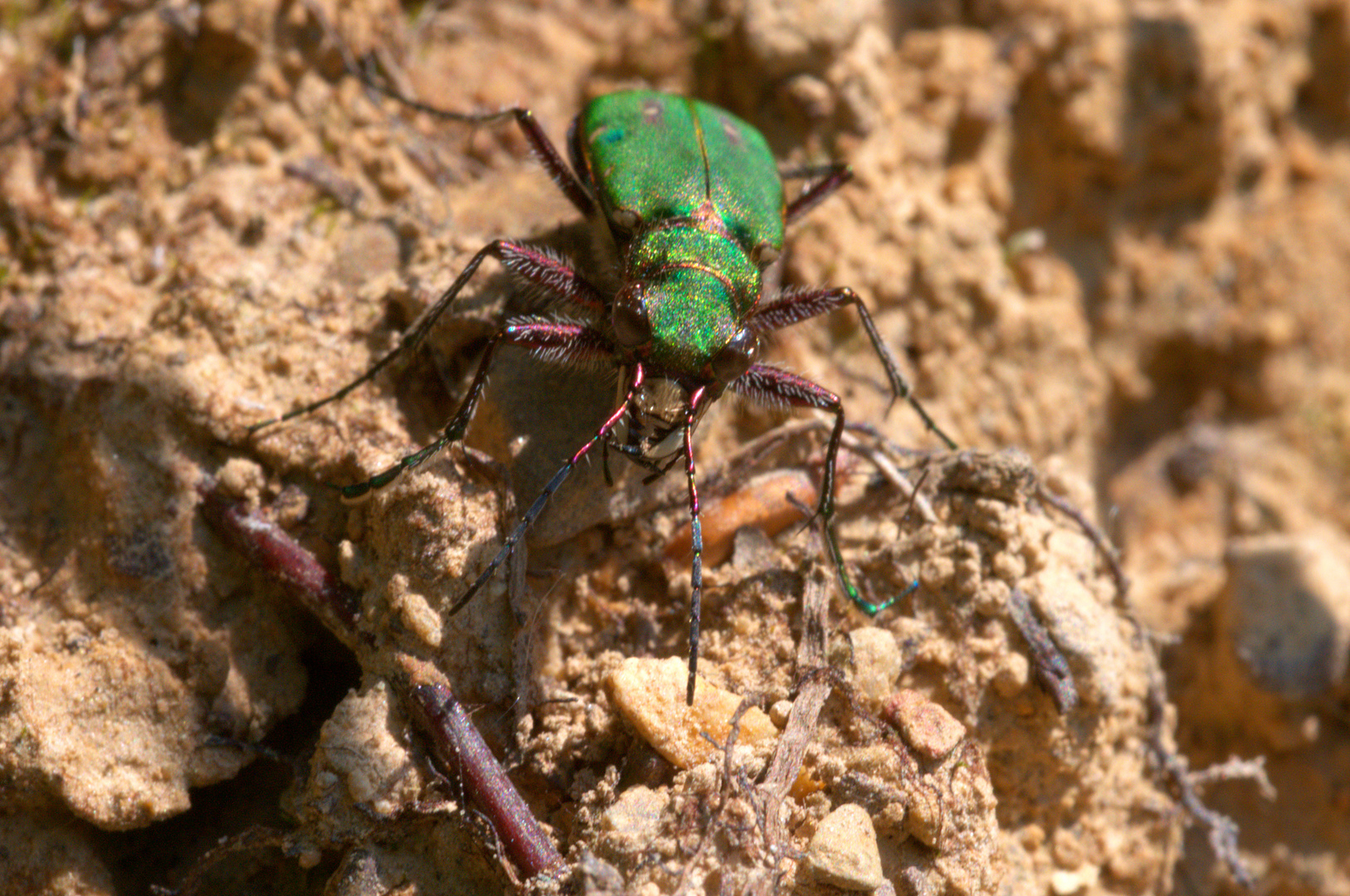 ,, Feld - Sandlaufkäfer ( Cicindela campestris ) ,,