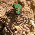 ,, Feld - Sandlaufkäfer ( Cicindela campestris ) ,,