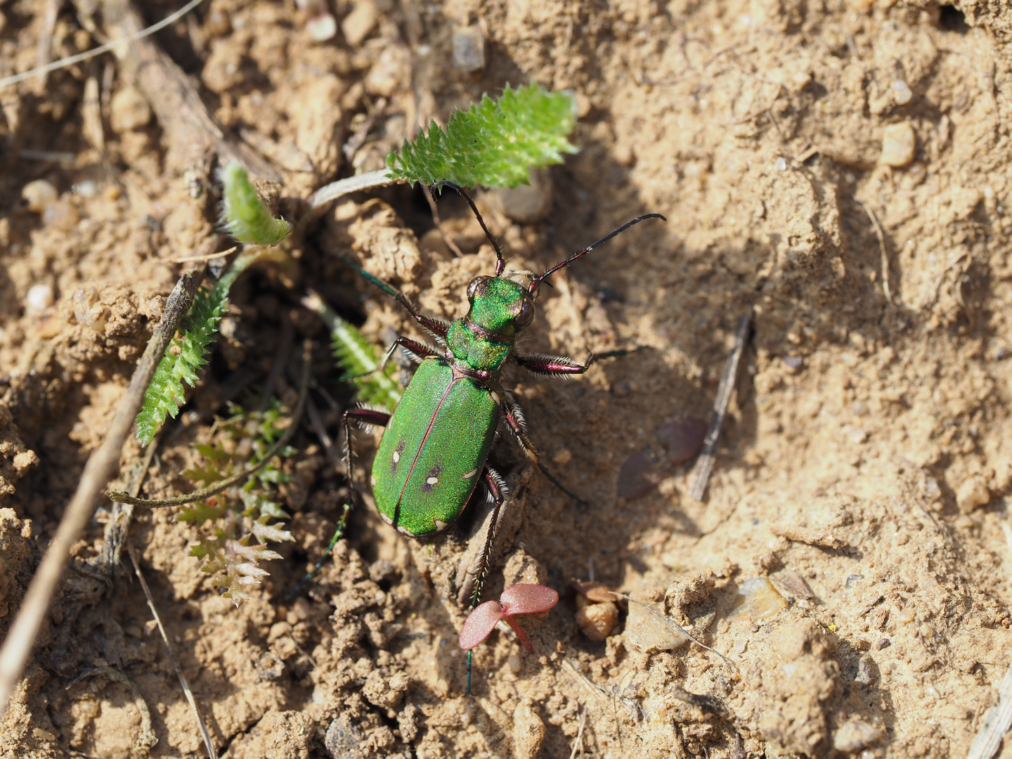 Feld-Sandlaufkäfer (Cicindela campestris)