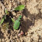 Feld-Sandlaufkäfer (Cicindela campestris)