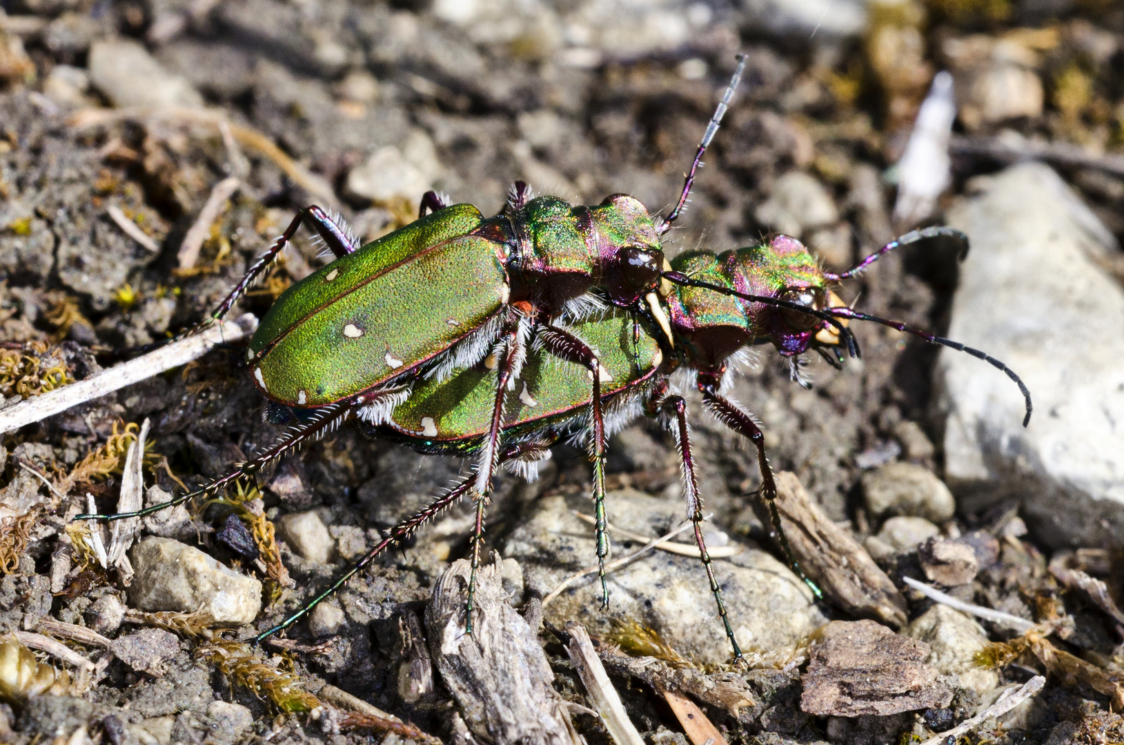 Feld-Sandlaufkäfer (Cicindela campestris)