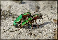 Feld-Sandlaufkäfer (Cicindela campestris)