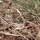 Feld-Sandlaufkäfer (Cicindela campestris)