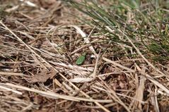 Feld-Sandlaufkäfer (Cicindela campestris)