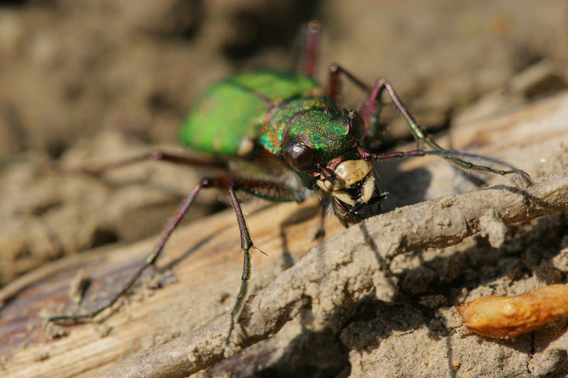 Feld-Sandlaufkäfer ( Cicindela campestris )