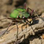 Feld-Sandlaufkäfer ( Cicindela campestris )