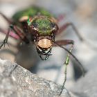 Feld-Sandlaufkäfer - Cicindela campestris