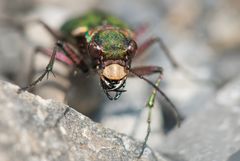 Feld-Sandlaufkäfer - Cicindela campestris